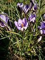 Crocus minimus