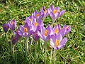 Crocus tommasinianus 'Barr's Purple'