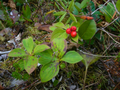 Dogwood Bunchberries in a bog
