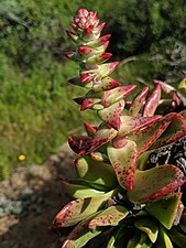 Dudleya palmeri