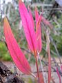 Immature red leaves