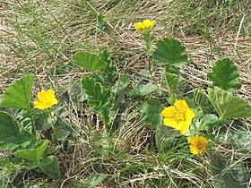 Geum montanum