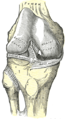 Right knee joint, from the front, showing interior ligaments