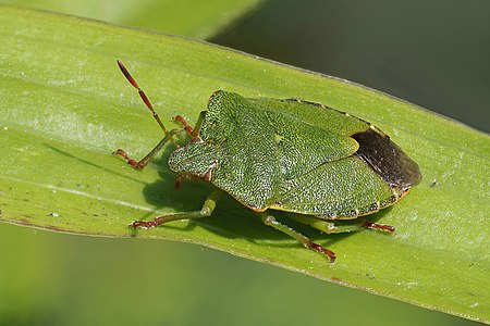 Green shield bug, by Charlesjsharp