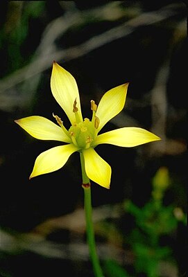 Harperocallis flava