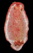 Hexabranchus morsomus