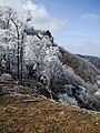 Trees with frosts at the top of Mount Hinokizuka Okumine (03/2009)