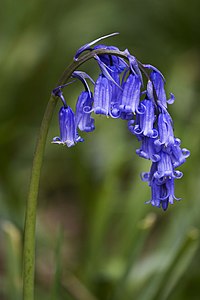 Atlantisches Hasenglöckchen Hyacinthoides non-scripta