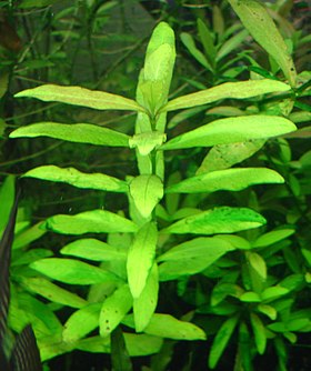 Hygrophila polysperma