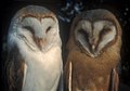 A (male) Tyto alba alba-type (left) and a (female) T. a. guttata-type Barn Owl in the Netherlands