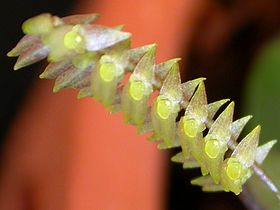 Lepanthopsis floripecten