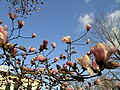 Magnolia blossoms bloom in early April on the grounds of the Loring-Greenough House in Jamaica Plain