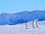 Manchots empereurs (Baie d'Atka - Terre de la Reine Maud)