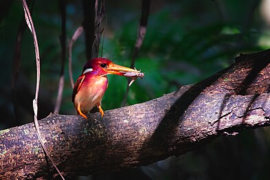 Goldzwergfischer mit Insektenbeute