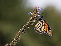 Image 10Monarch butterfly