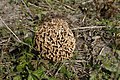 Morchella esculenta