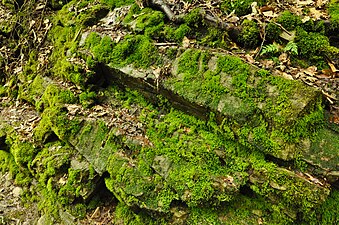 Piedras cubiertas de musgo, una planta de importancia ecológica y que se usa para la decoración de nacimientos