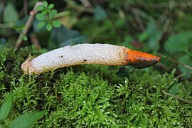 Le pied blanc-jaunâtre, d’un diamètre d'un centimètre pour une longueur d'une dizaine de centimètre, est surmonté d'un chapeau en forme de gland de couleur orangé à rouge d'abord puis devenant noir ; il ressemble à un sexe de chien en érection.