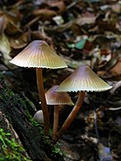 Photographie de Mycena galericulata