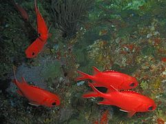 Un groupe de poissons-soldats bordés de blanc (Myripristis vittata)