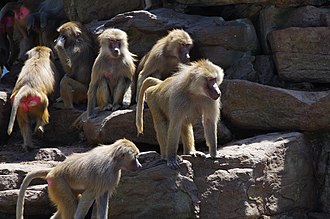 Un gruppo di babbuini