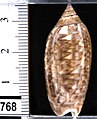 Oliva (Strephona) flammulata Lamarck, 1811, vista dorsale - Angola