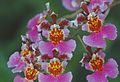 Fleurs d'Oncidium hybride