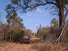 Forêt vierge durant la saison sèche dans le Chaco occidental sec.