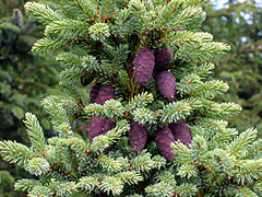 Pins, sapins (Conifères)