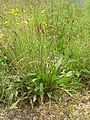 Plantago lanceolata