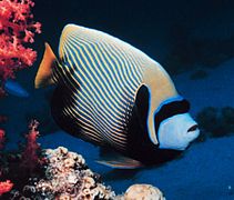 Pomacanthus imperator en Aqaba, Jordania.