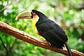 توکان سینه‌سرخ, Ramphastos dicolorus