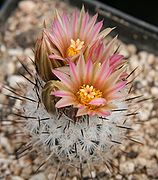 Turbinicarpus mandragora