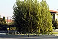 Rotunda de S. Pedro de Esmeriz