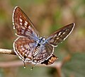 Female in Hyderabad