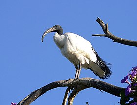 Threskiornis aethiopicus