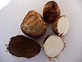 Corm with soil, may be sold (left bottom), washed (2 pcs) cross-section (2 pcs), Japan