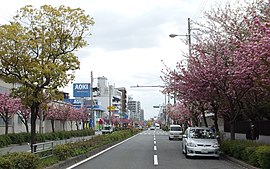 ヤエザクラが咲く城北筋