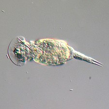 Rotifers, usually 0.1–0.5 mm long, may look like protists but have many cells and belongs to the Animalia.