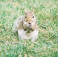 Squirrel feeding.