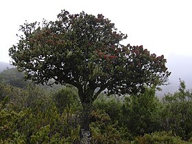 Santalum haleakalae