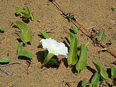 Description de l'image Starr 060703-8328 Ipomoea imperati.jpg.