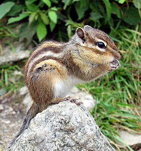 Sibirya çizgili sincabı (Tamias sibiricus) (Üreten: AndiW)