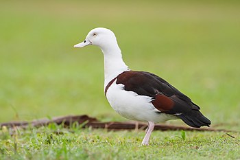 Raja Shelduck