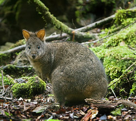 Tasmanian Pademelon