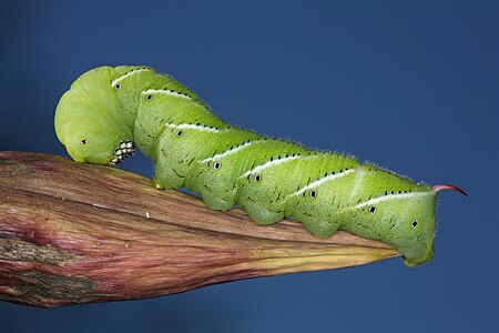 Manduca sexta larva, by Daniel Schwen