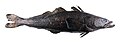 Image 67Patagonian toothfish (from Pelagic fish)