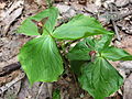 エンレイソウ Trillium smallii