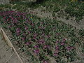 Tulipe de Guillestre (Tulipa platystigma)