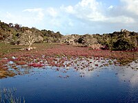 Vasse-Wonnerup Estuary